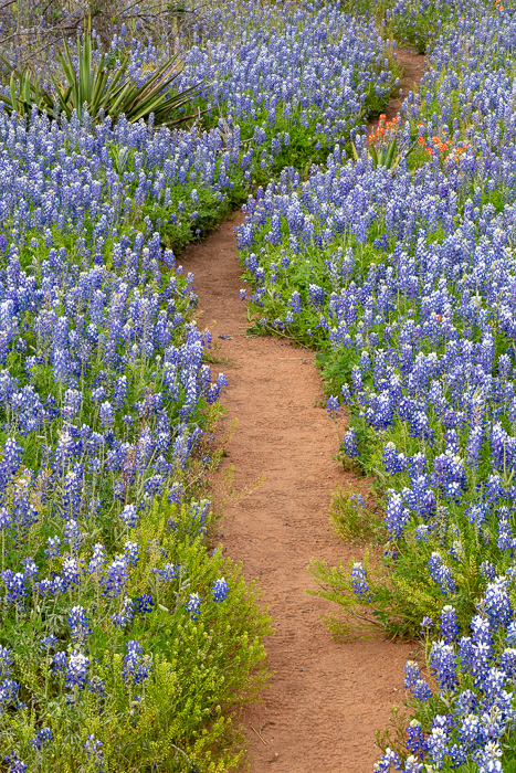 Biophilic;Bloom;Blossom;Blossoms;Blue;Botanical;Brown;Calm;Cool Colors;Cool Palette;Cool Tones;Flora;Floral;Flower;Floweret;Flowering;Flowers;Flowers & Plants;Green;Greens;Healing;Health care;Healthcare;Hiking Trail;Indian Paintbrush;Leaf;Nature;Pastoral;Path;Pathway;Petal;Plant;Sunlight;Sunshine;Tan;Texas;Texas Bluebonnet;United States;Walkway;Wildflower;biophilic design;biophilic interior design;bloom;botanicals;color;flora;floral;flower;green;landscape;leaves;oneness;peaceful;plants;restful;serene;soothing;sunlit;trail;tranquil;wildflower